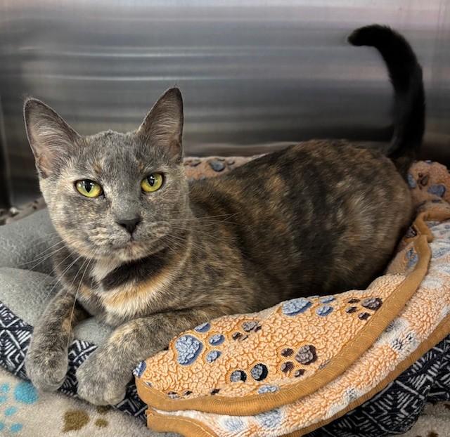 Feyre, adoptable, Adult Female Domestic Short Hair.