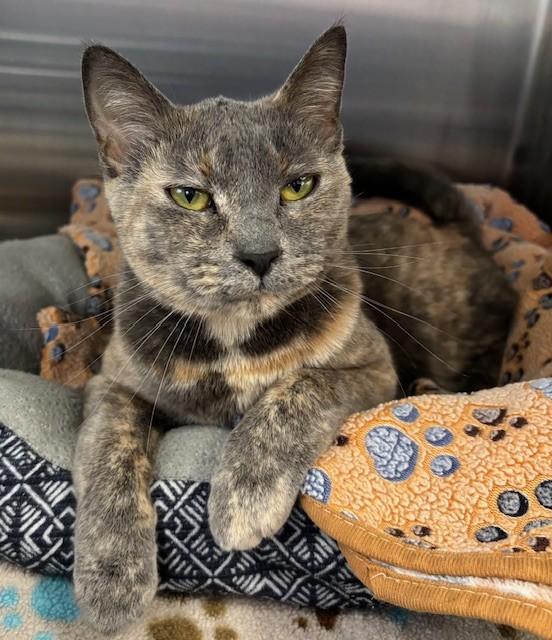 Feyre, an adoptable mixed breed in Allegan, MI image 2/2