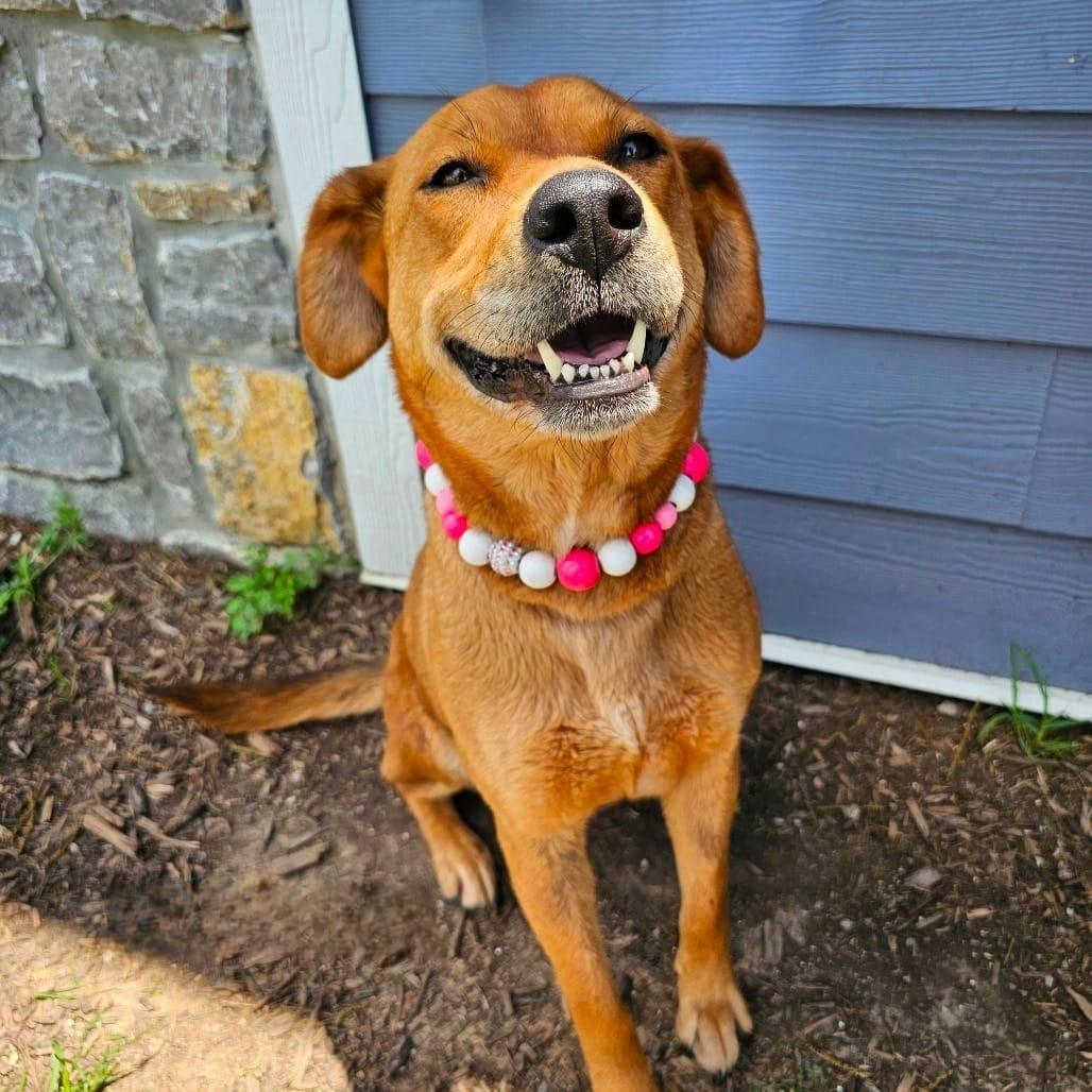 Enlarge Zelda, a ADOPTABLE mixed breed in New York, NY image 1/4