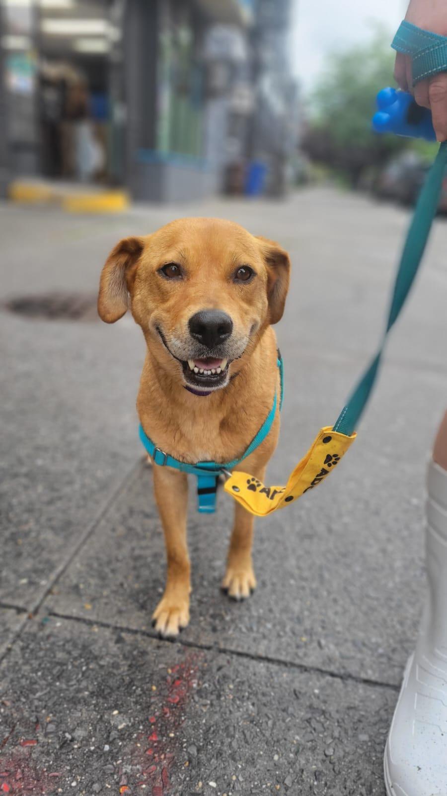 Enlarge Zelda, a ADOPTABLE mixed breed in New York, NY image 2/4