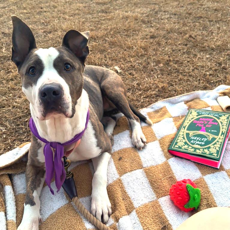 Rosie, Adoptable, Adult Female Pit Bull Terrier & Mixed Breed.