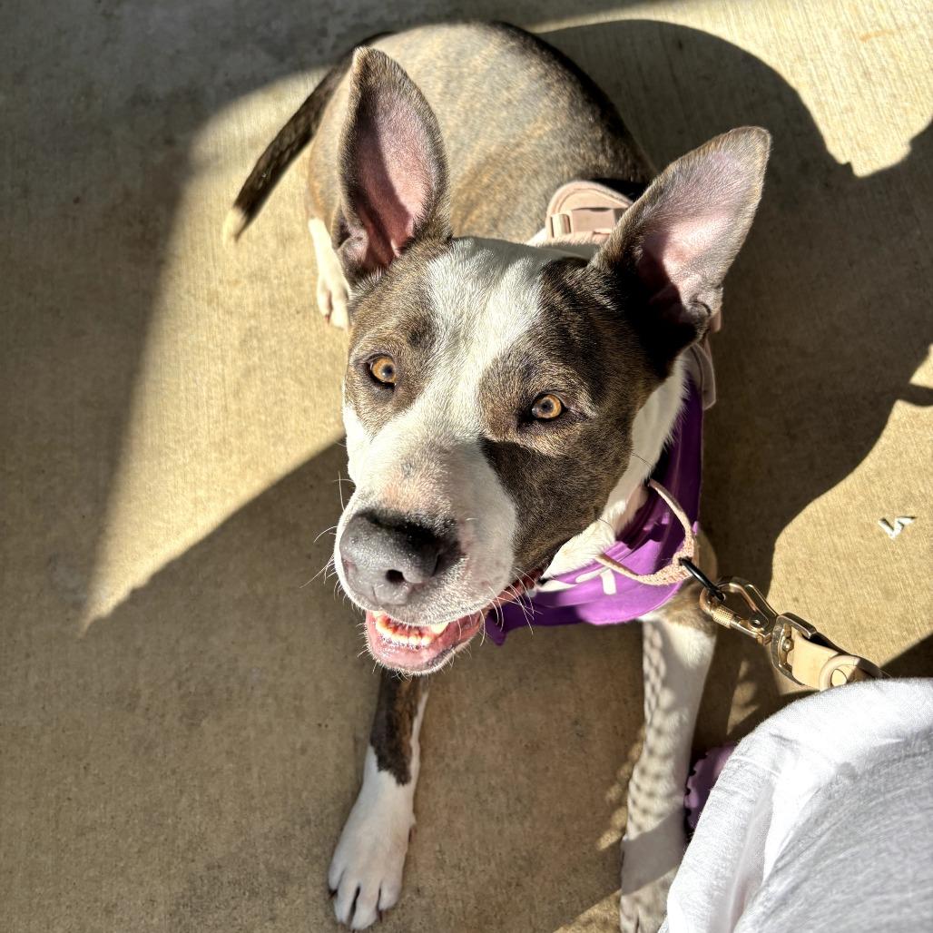 Enlarge Rosie, a Adoptable mixed breed in Fayetteville, AR image 2/6