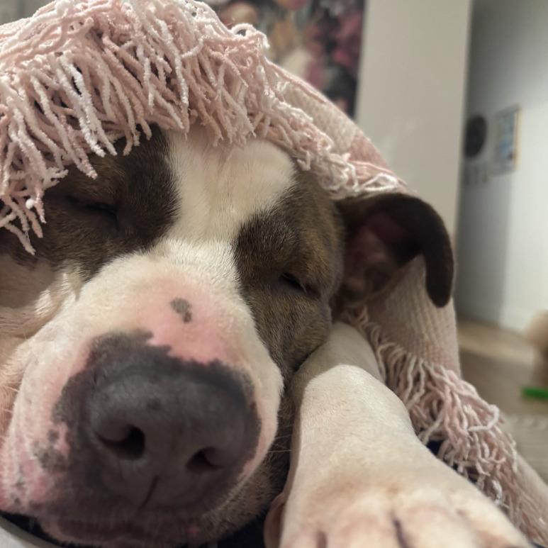 Enlarge Rosie, a Adoptable mixed breed in Fayetteville, AR image 3/6