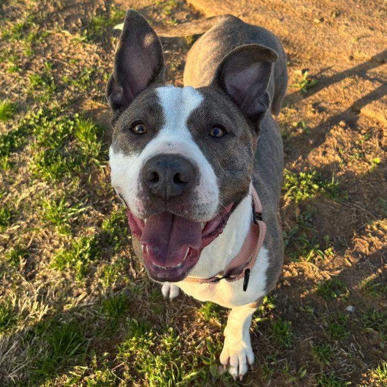 Enlarge Rosie, a Adoptable mixed breed in Fayetteville, AR image 4/6