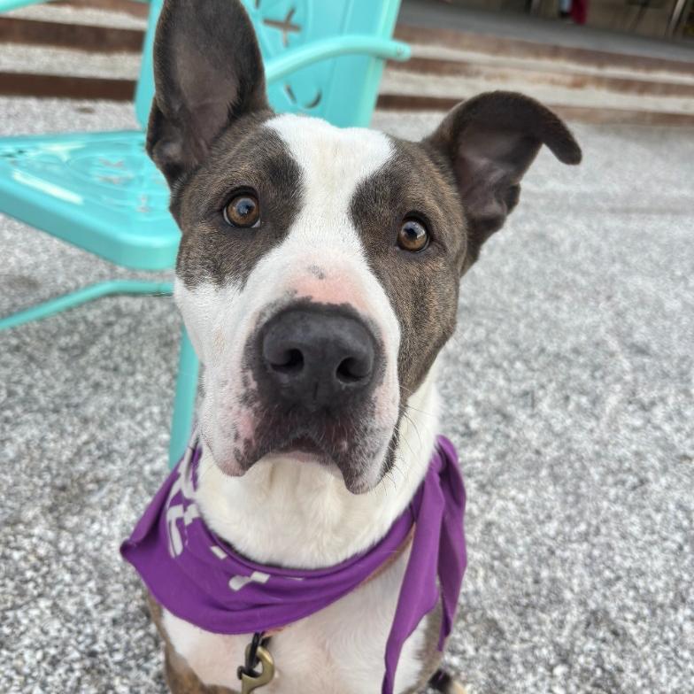 Enlarge Rosie, a Adoptable mixed breed in Fayetteville, AR image 5/6