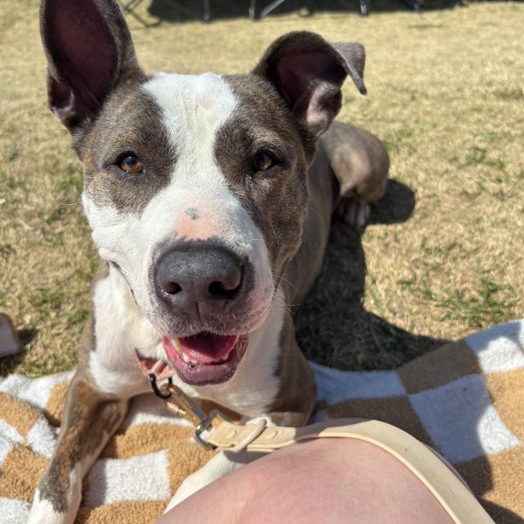 Enlarge Rosie, a Adoptable mixed breed in Fayetteville, AR image 6/6