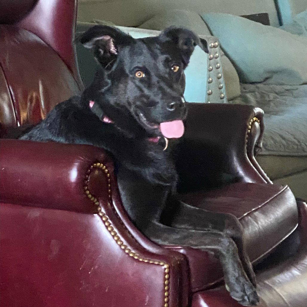 Cora, Adoptable, Adult Female Black Labrador Retriever.