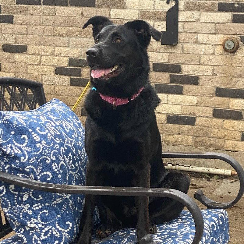 Cora, a Adoptable Black Labrador Retriever in Dallas, TX image 2/3
