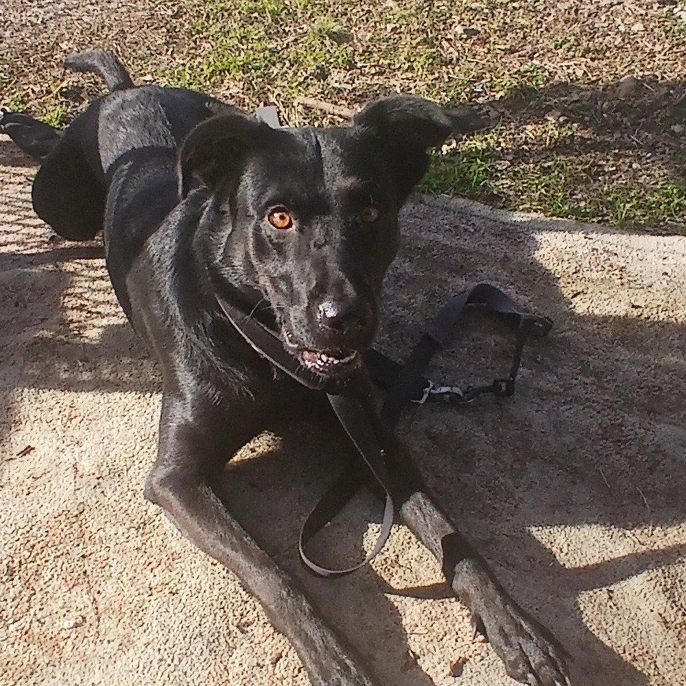 Cora, a Adoptable Black Labrador Retriever in Dallas, TX image 3/3