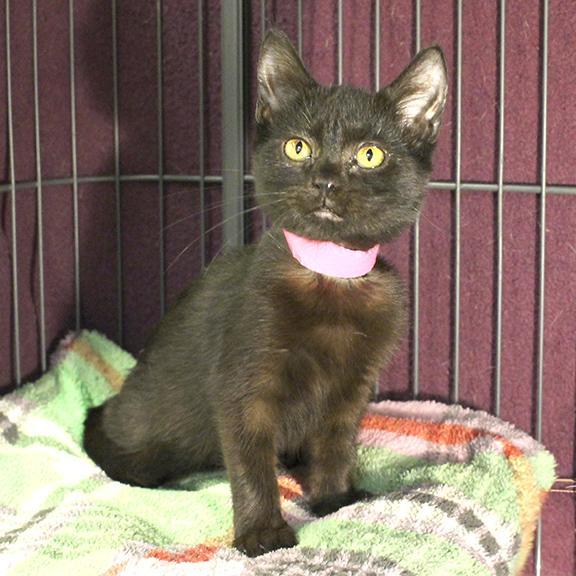 Enlarge Kiwi, a Adoptable Domestic Short Hair in Overland Park, KS image 1/1