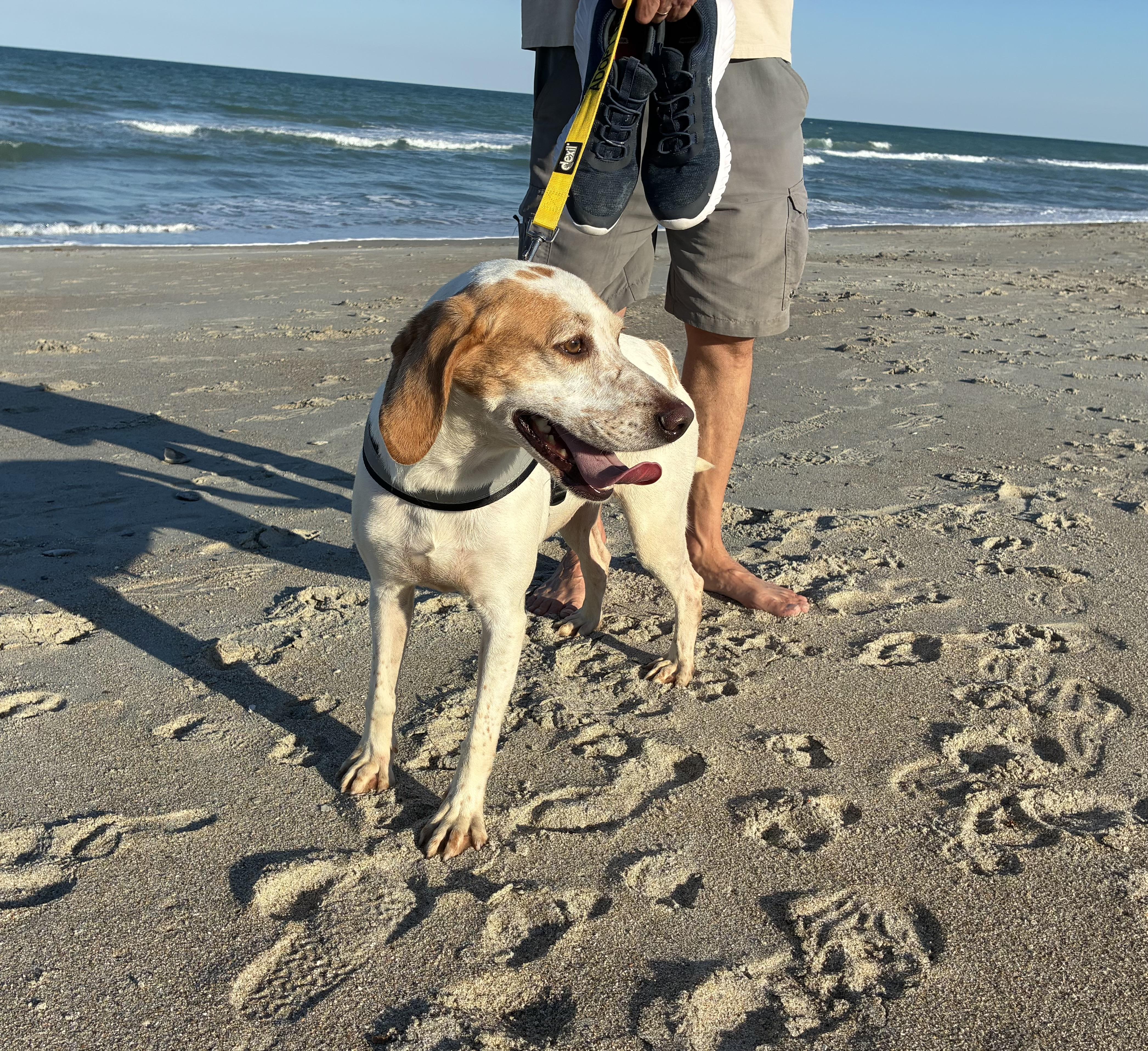 Bubbles, a ADOPTABLE Hound in Georgetown, SC image 4/4