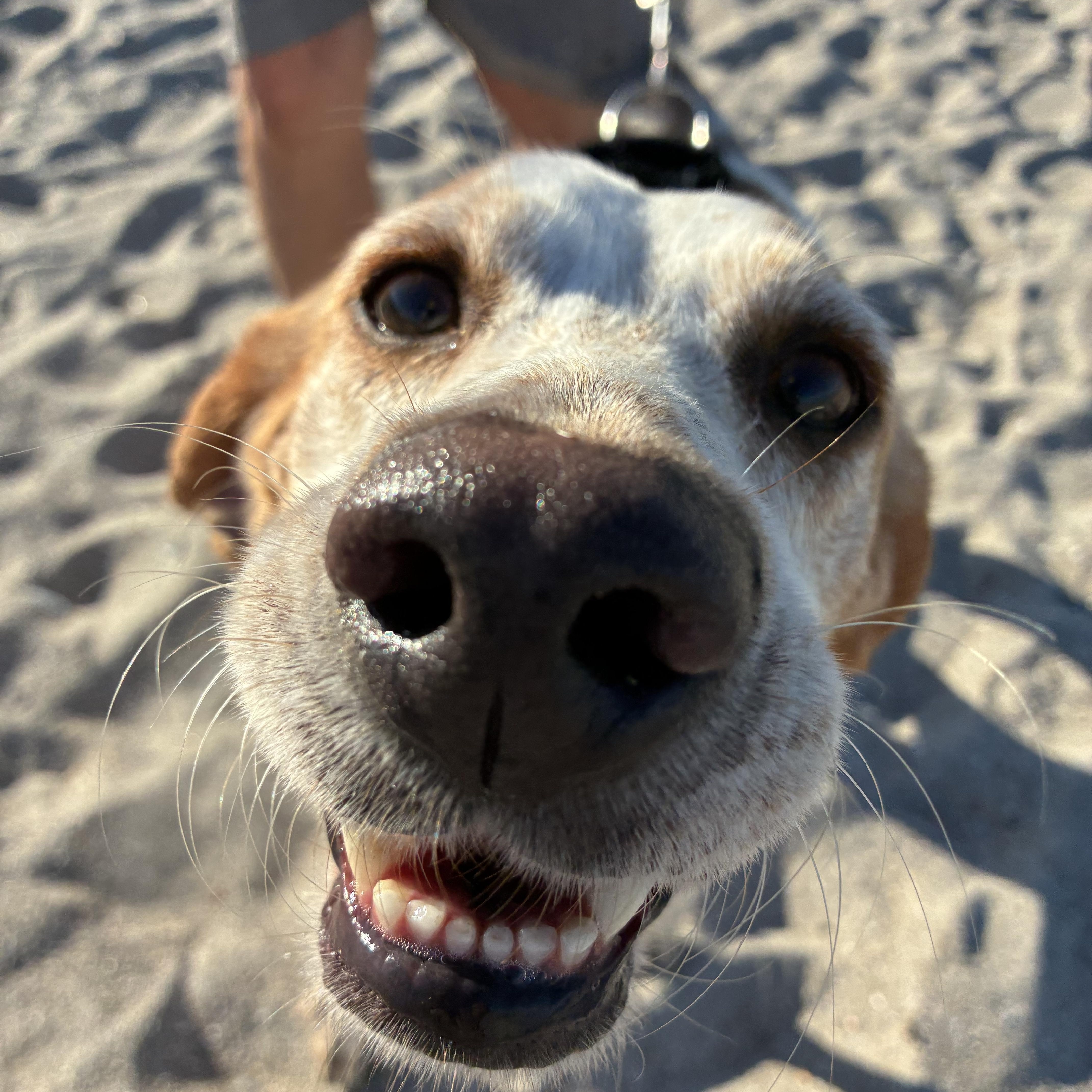 Bubbles, a ADOPTABLE Hound in Georgetown, SC image 2/4