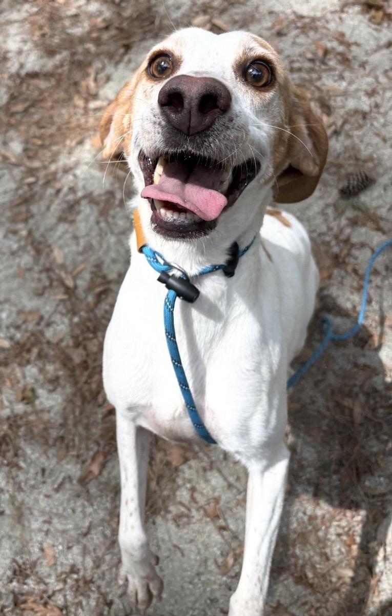 Bubbles, a ADOPTABLE Hound in Georgetown, SC image 1/4