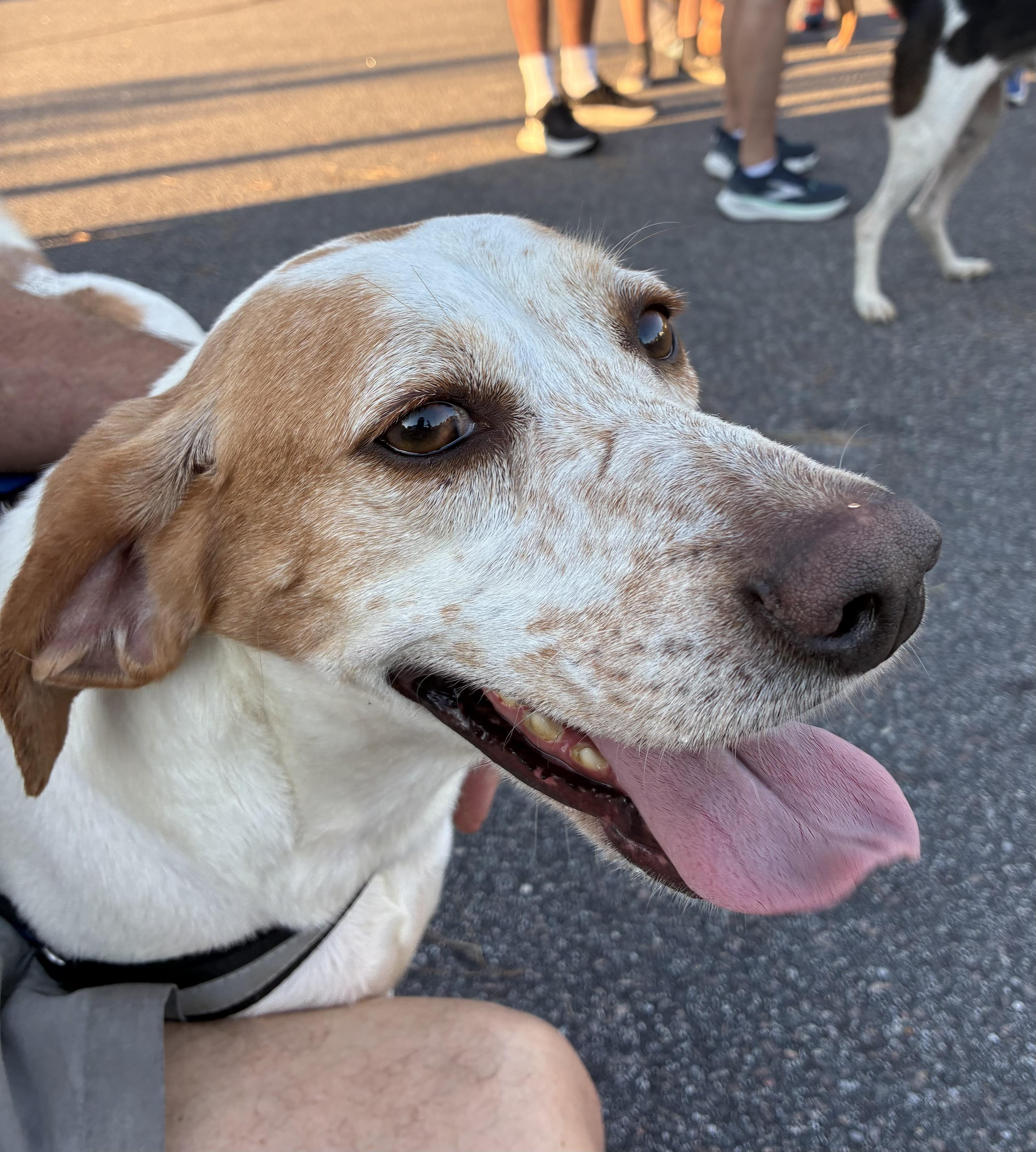 Bubbles, a ADOPTABLE Hound in Georgetown, SC image 3/4