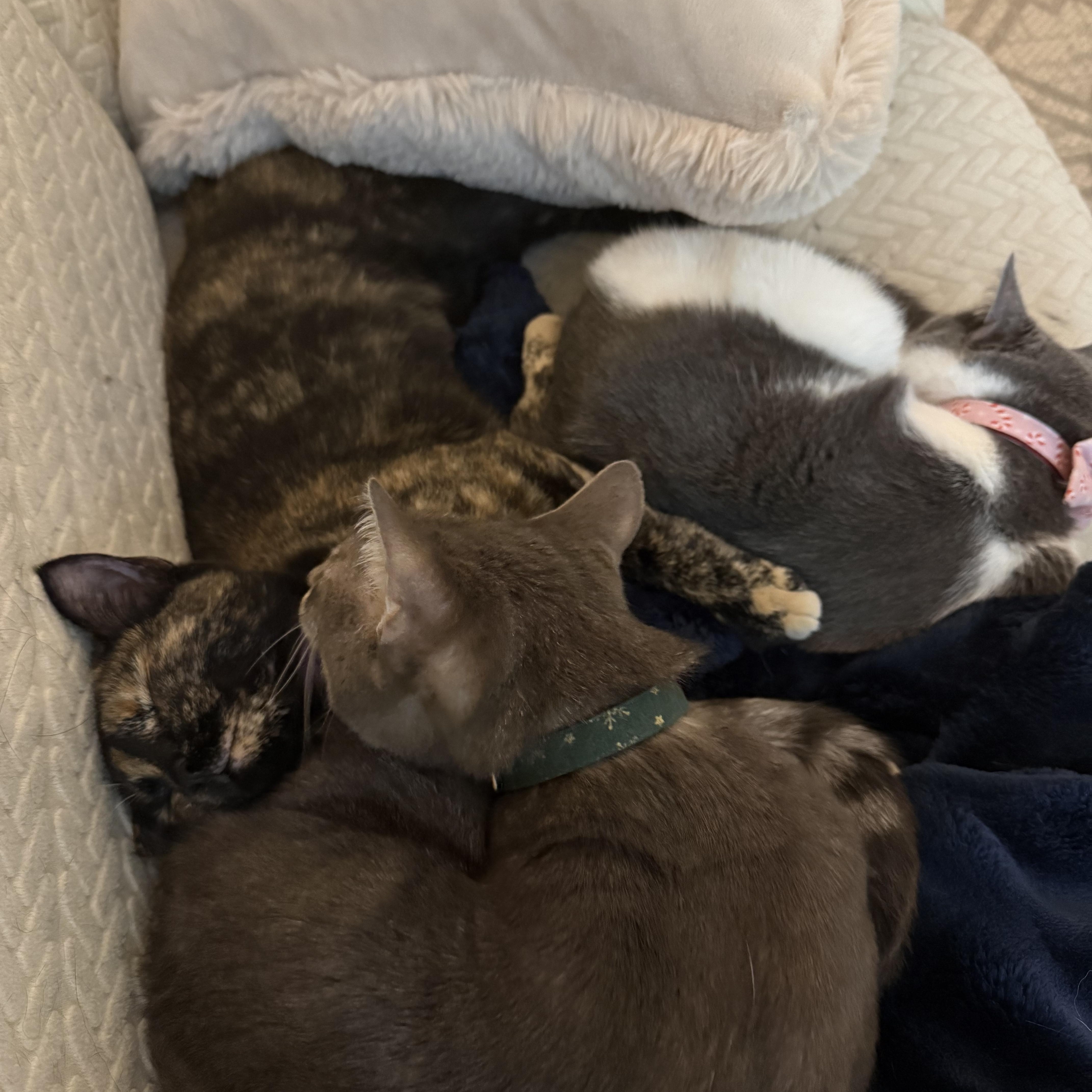 Enlarge Poutine, a ADOPTABLE Domestic Short Hair in Sterling, VA image 4/6