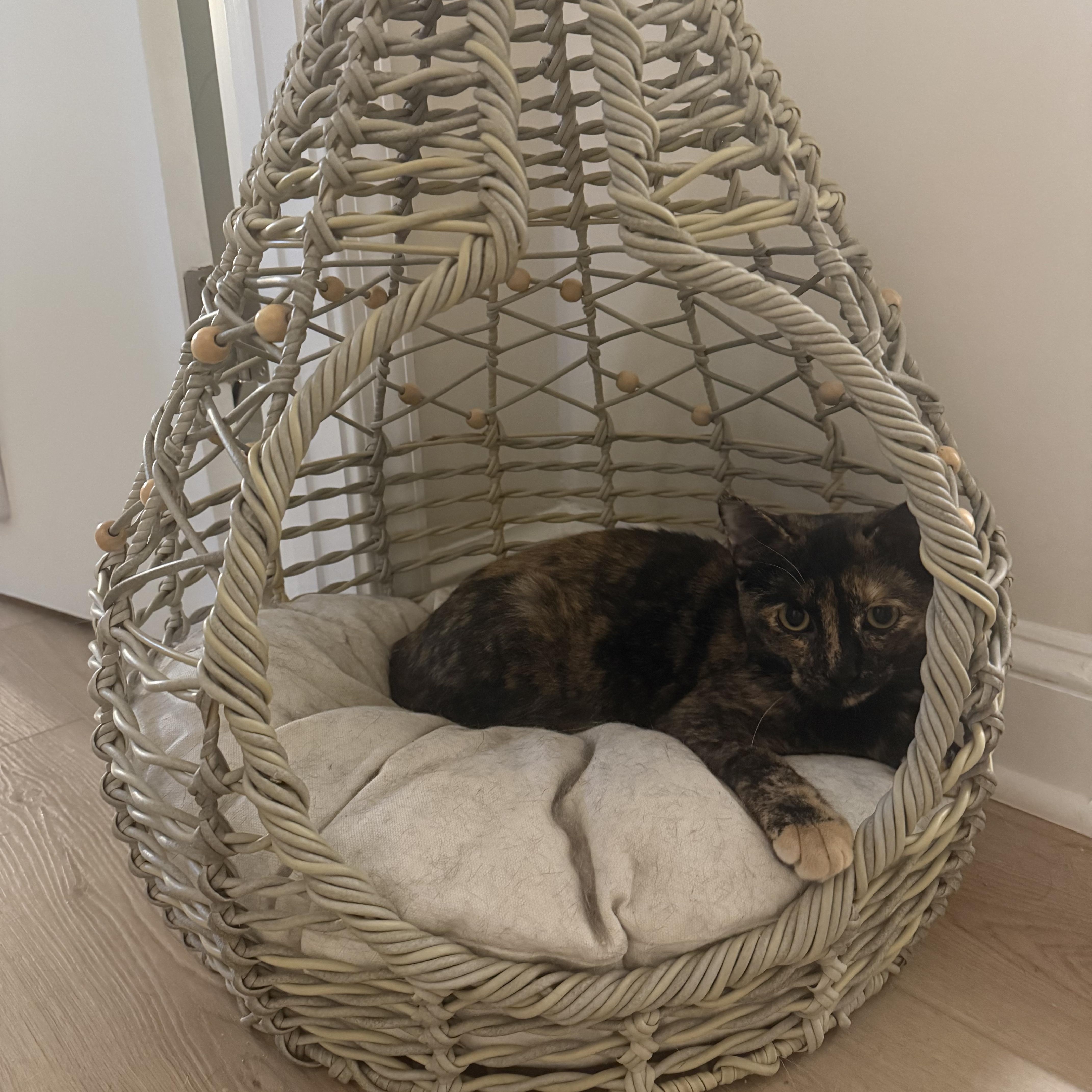 Enlarge Poutine, a ADOPTABLE Domestic Short Hair in Sterling, VA image 2/6