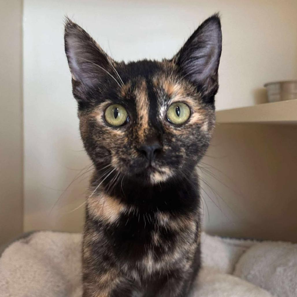 Enlarge Poutine, a ADOPTABLE Domestic Short Hair in Sterling, VA image 1/6