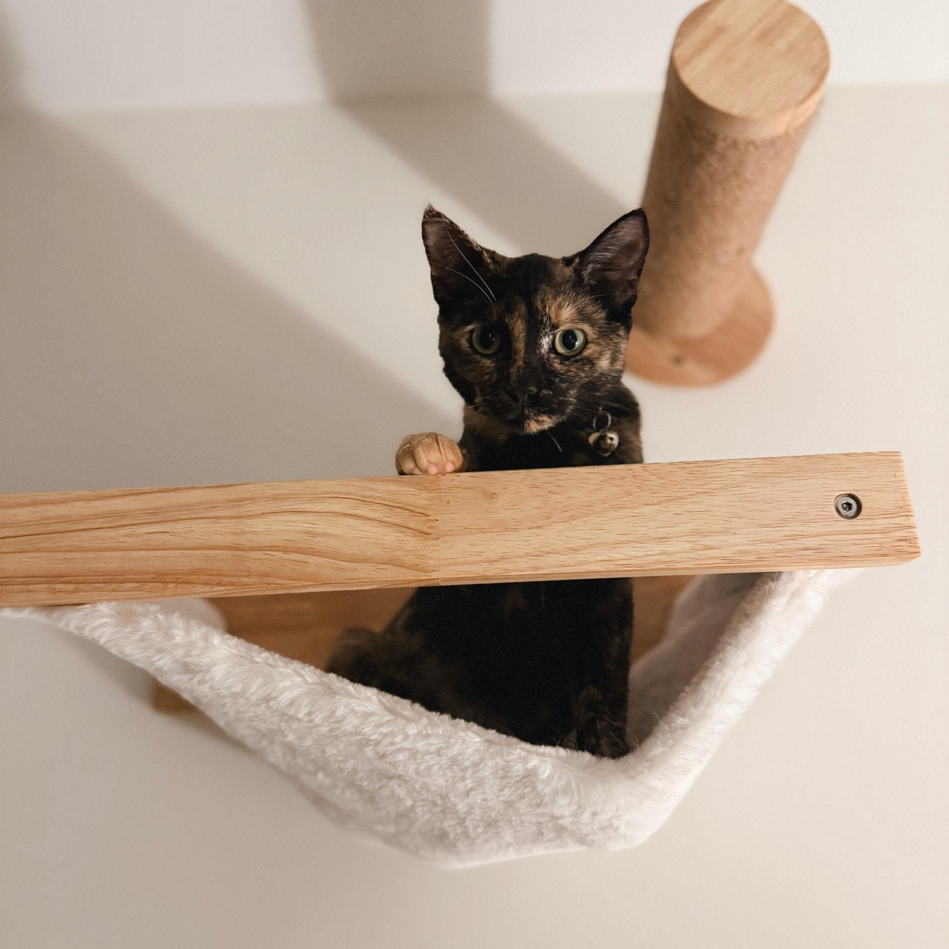 Enlarge Poutine, a ADOPTABLE Domestic Short Hair in Sterling, VA image 6/6