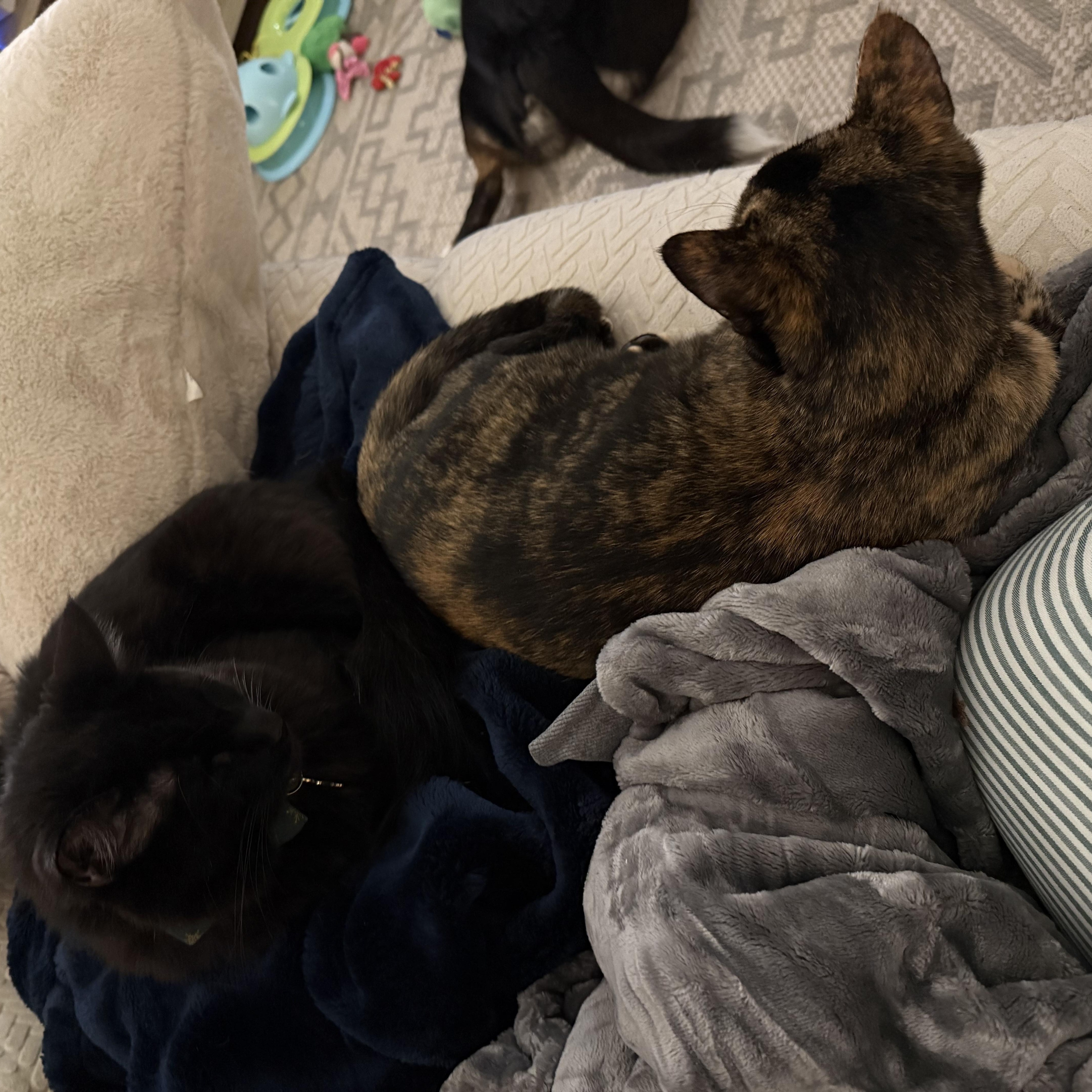 Enlarge Poutine, a ADOPTABLE Domestic Short Hair in Sterling, VA image 3/6