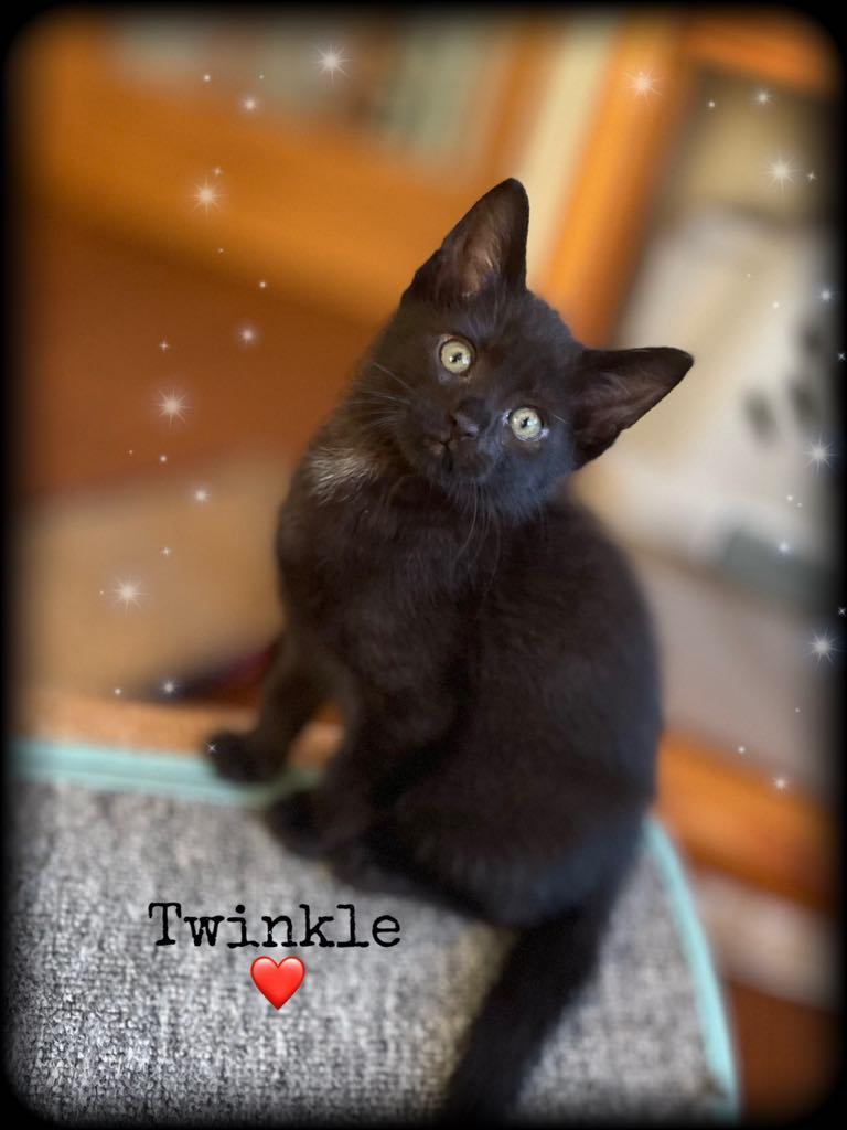 Twinkle, Baby Male Domestic Short Hair
