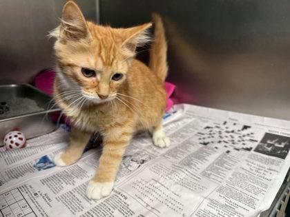 Oyster, Adoptable, Young Male Domestic Short Hair.