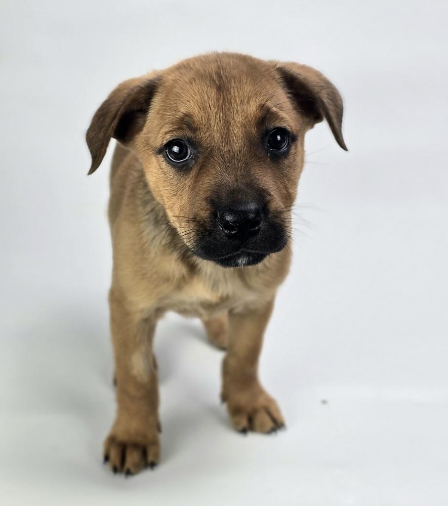 Enlarge Minnesota, a Adoptable mixed breed in Sedalia, CO image 1/4