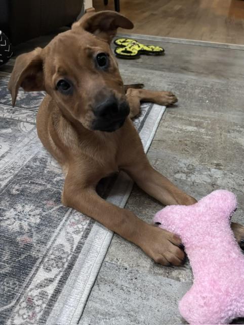 Enlarge Minnesota, a Adoptable mixed breed in Sedalia, CO image 2/6