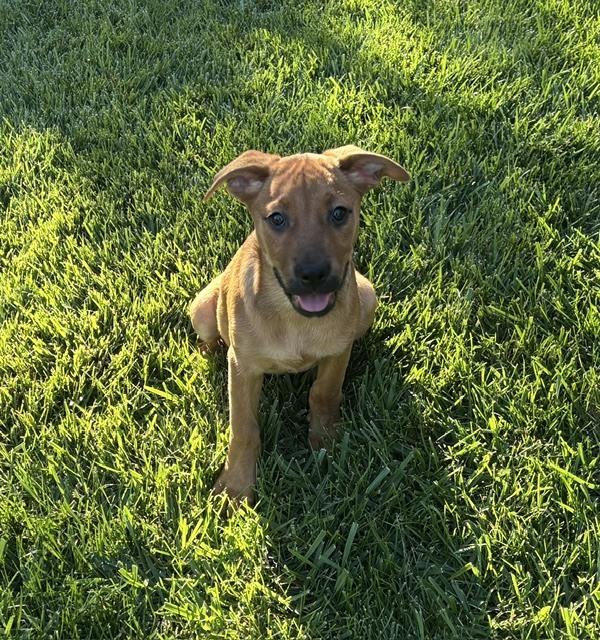 Enlarge Minnesota, a Adoptable mixed breed in Sedalia, CO image 3/6