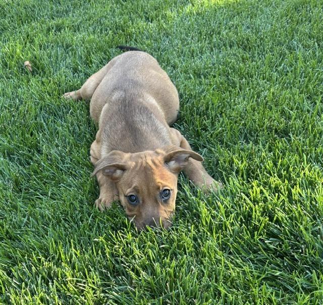 Enlarge Minnesota, a Adoptable mixed breed in Sedalia, CO image 4/6