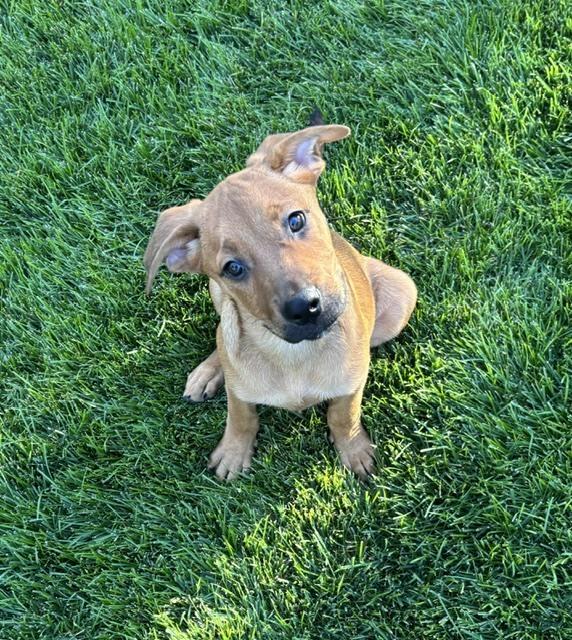 Enlarge Minnesota, a Adoptable mixed breed in Sedalia, CO image 5/6