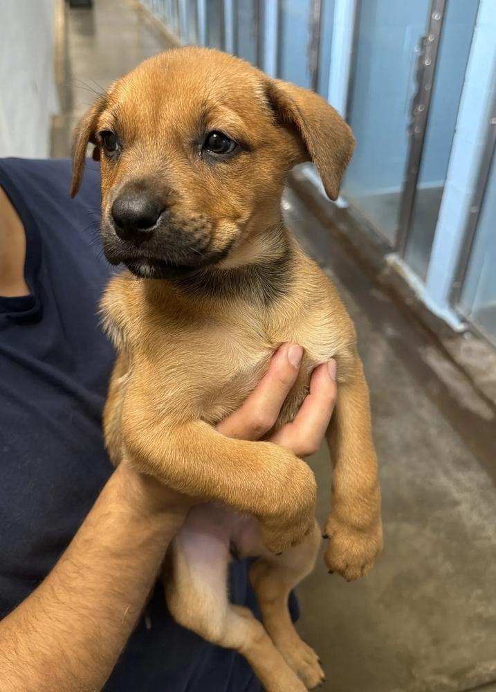 Enlarge Minnesota, a Adoptable mixed breed in Sedalia, CO image 3/4