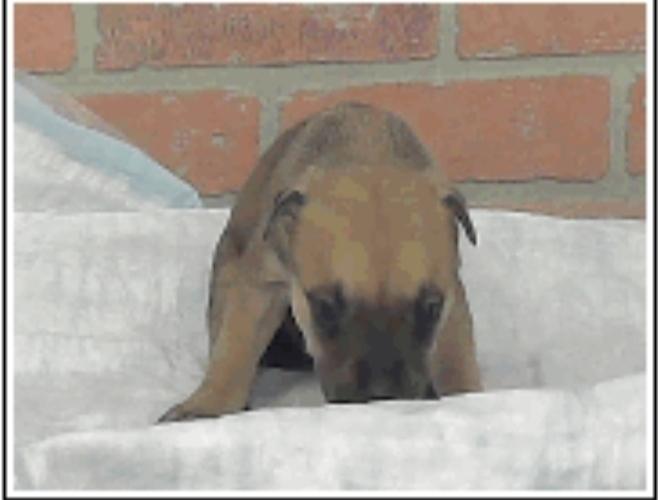 Enlarge Minnesota, a Adoptable mixed breed in Sedalia, CO image 4/4
