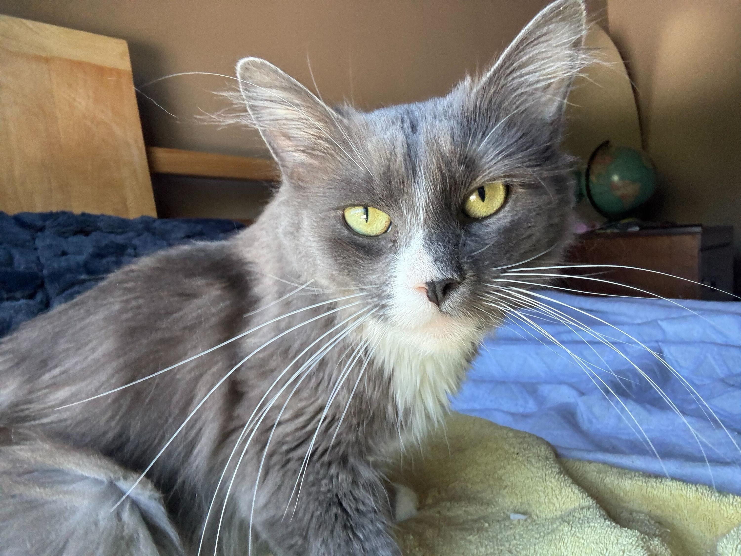 Mimi, Adult Female unknown