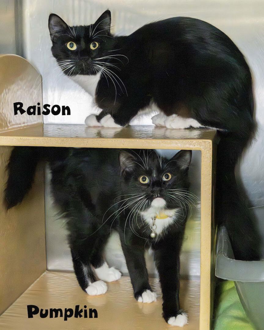 Pumpkin, Adoptable, Young Female Domestic Medium Hair.