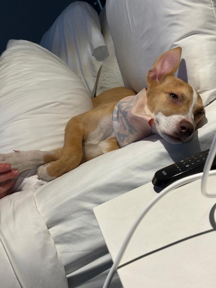 NYLA, Adoptable, Puppy Female Mixed Breed.