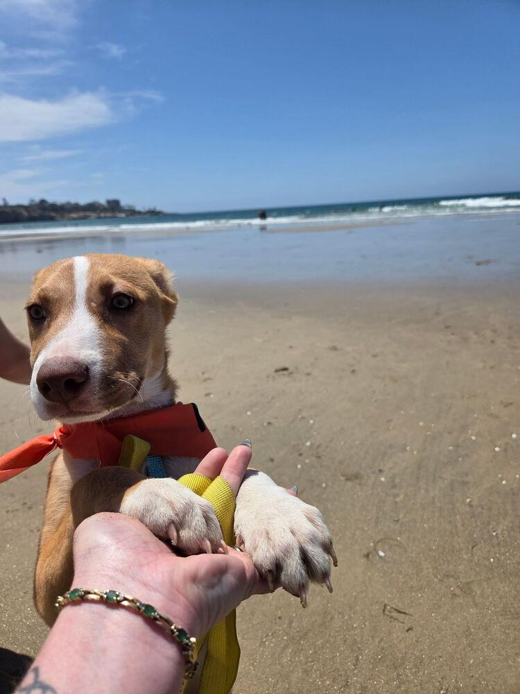 Enlarge NYLA, a Adoptable mixed breed in ventura, CA image 2/5