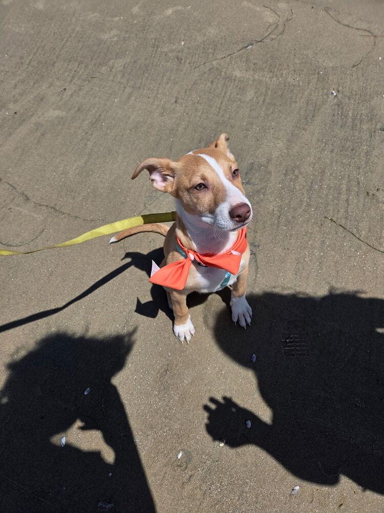 Enlarge NYLA, a Adoptable mixed breed in ventura, CA image 3/5