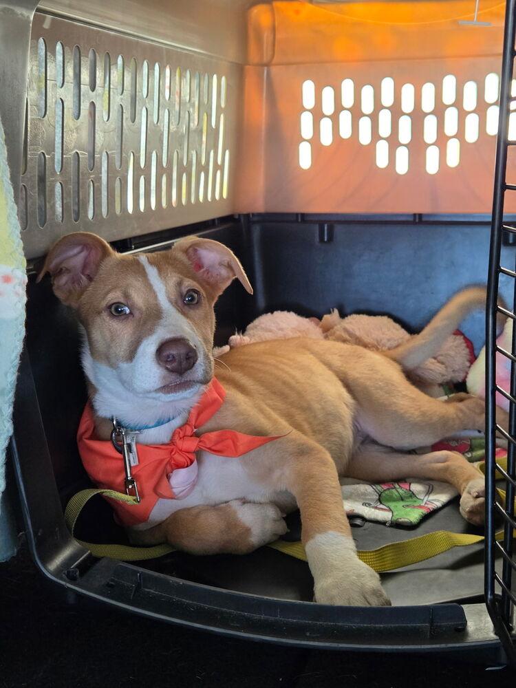 Enlarge NYLA, a Adoptable mixed breed in ventura, CA image 4/5