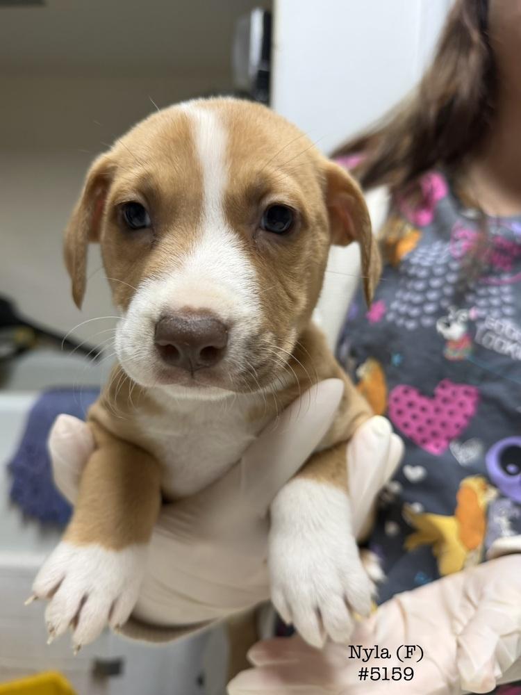 Enlarge NYLA, a Adoptable mixed breed in ventura, CA image 5/5