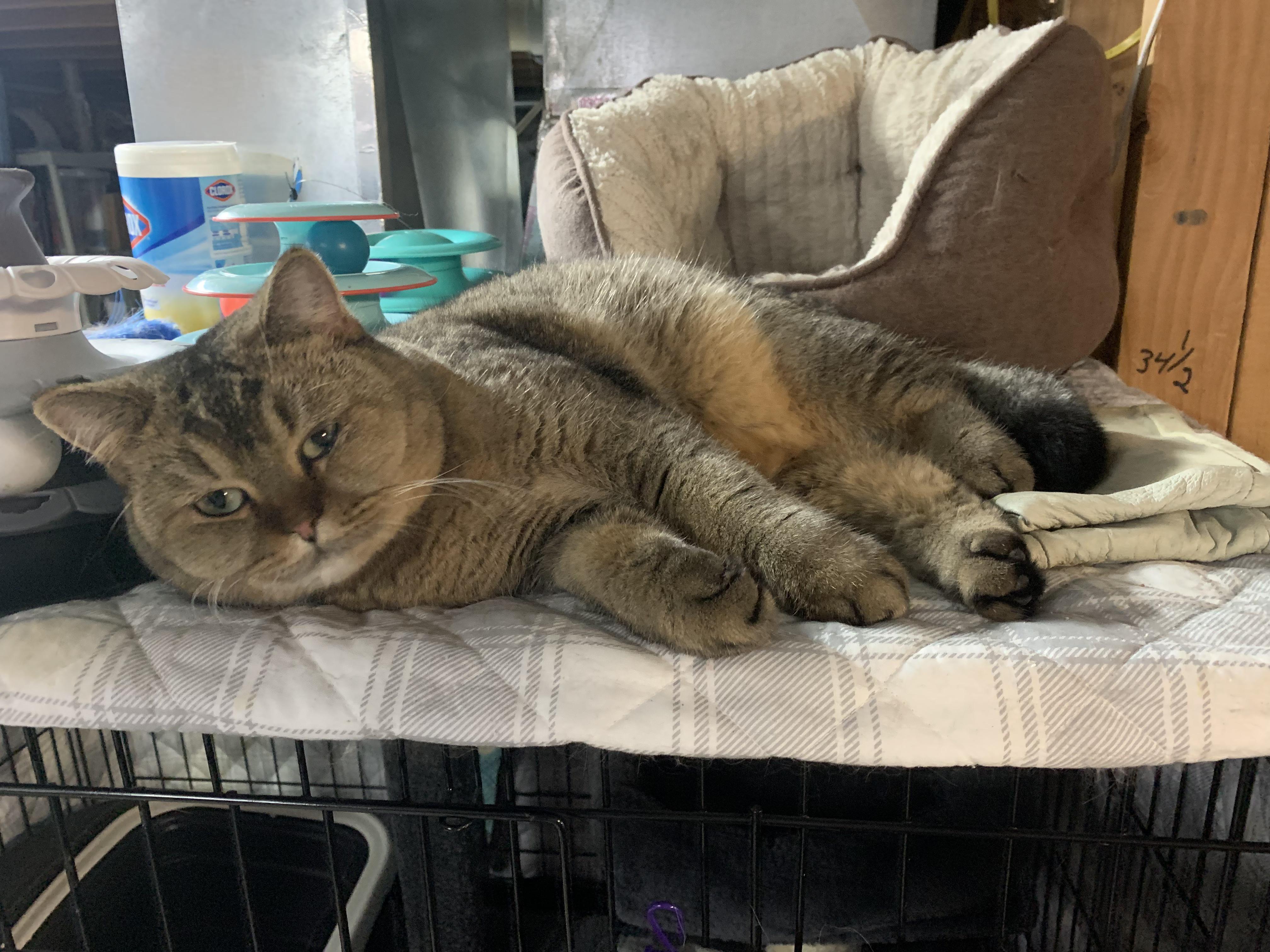 Enlarge ROXIE, an adoptable mixed breed in North East, MD image 2/5