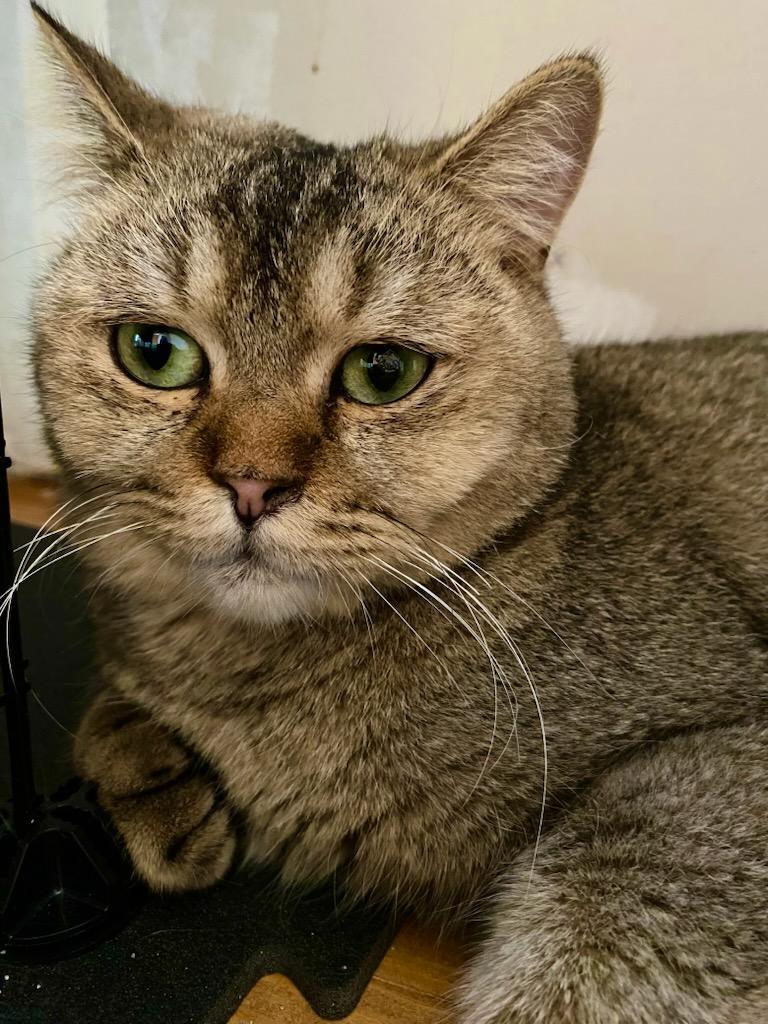 Enlarge ROXIE, an adoptable mixed breed in North East, MD image 4/5