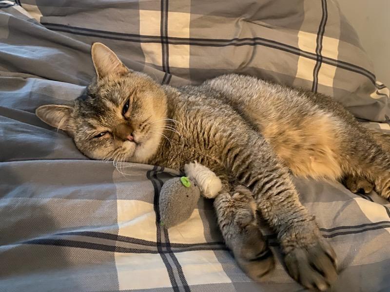 Enlarge ROXIE, an adoptable mixed breed in North East, MD image 5/5