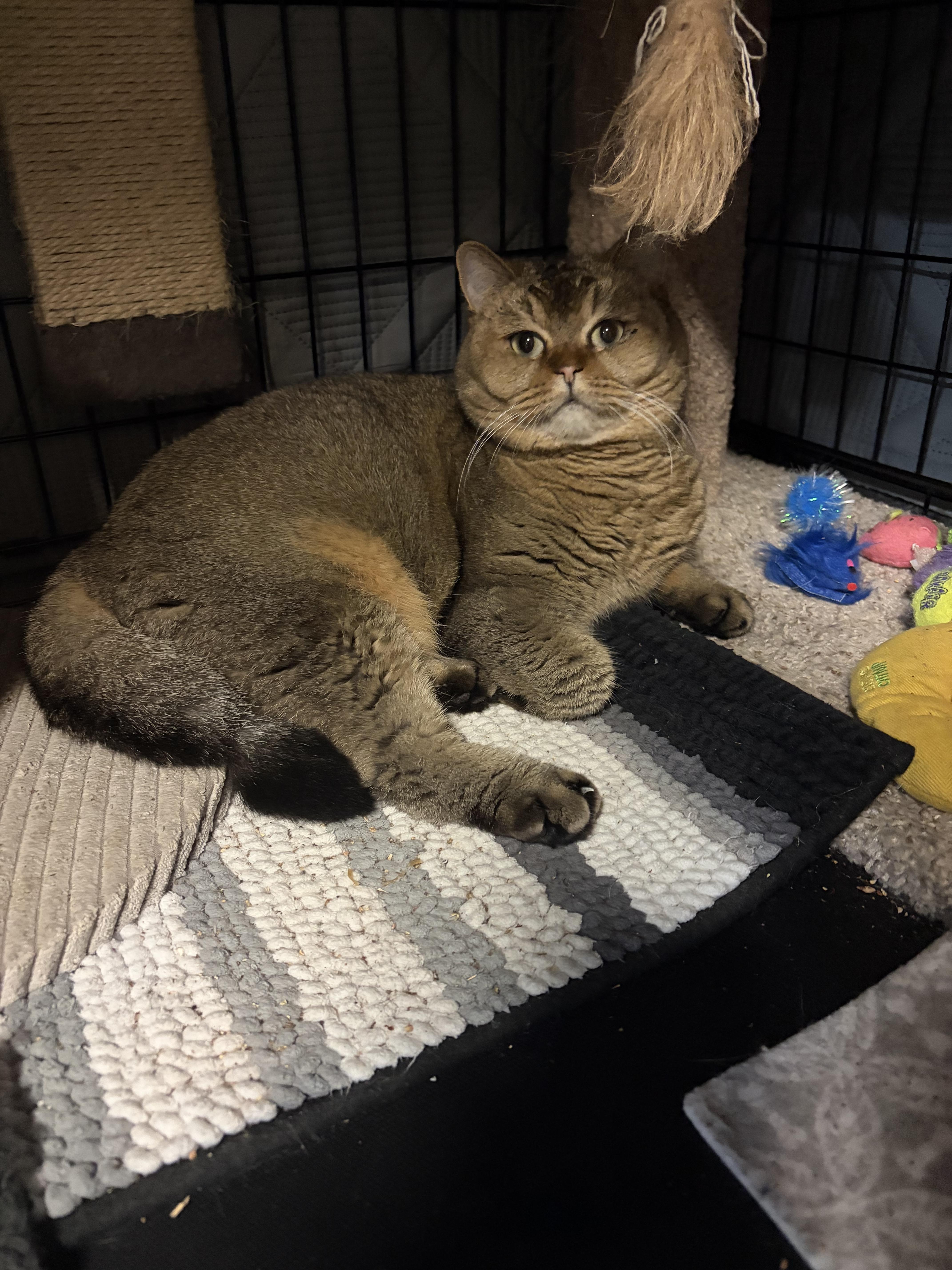 ROXIE, adoptable, Adult Female British Shorthair & Abyssinian.