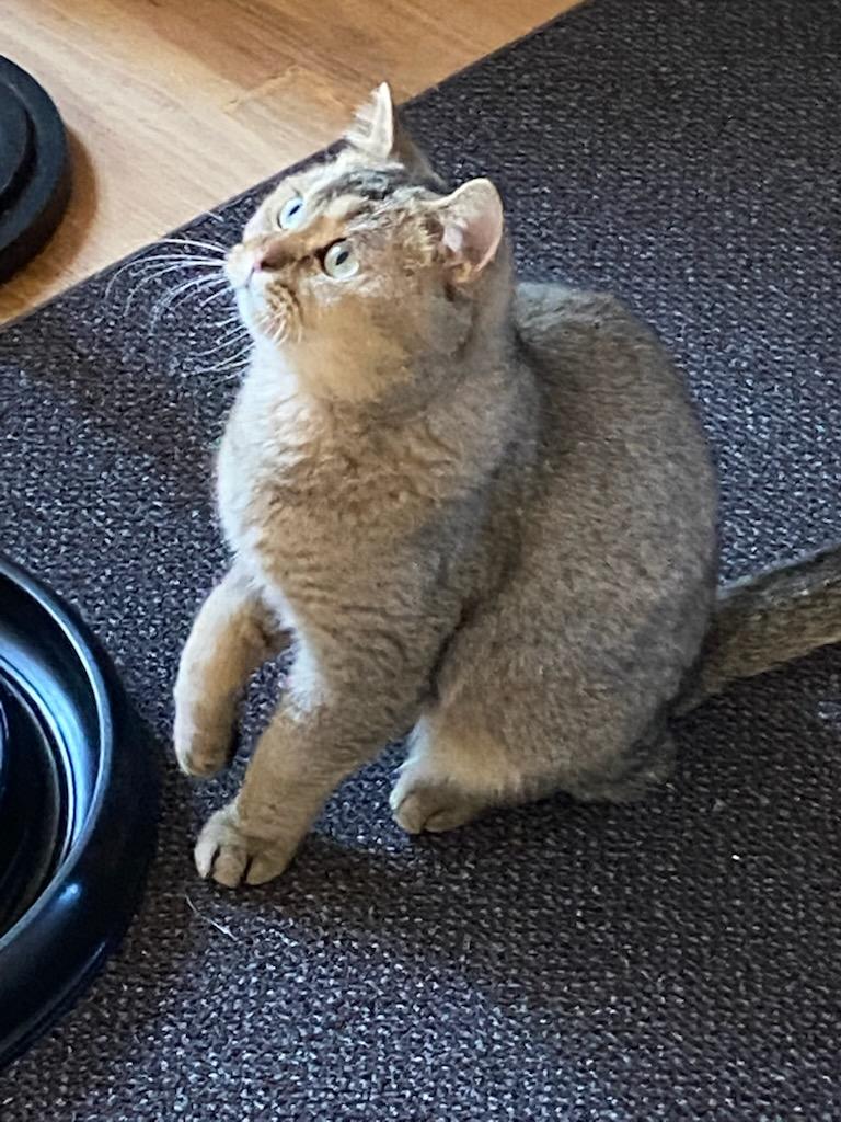 Enlarge ROXIE, an adoptable mixed breed in North East, MD image 3/5