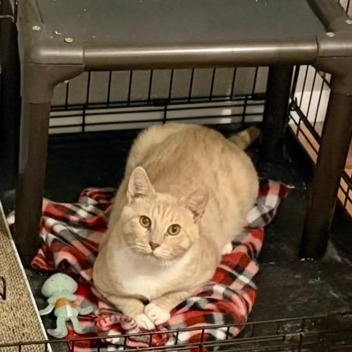 Enlarge Charlie, a Adoptable Domestic Short Hair in Irwin, PA image 1/1