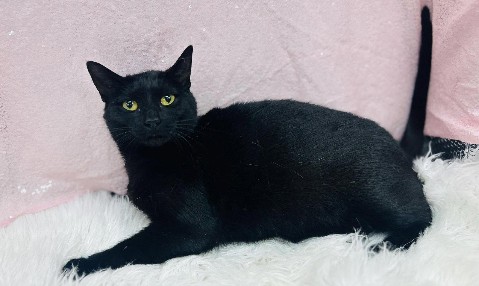 Enlarge Coffee Bean, a Adoptable Domestic Short Hair in Clarkesville, GA image 1/1
