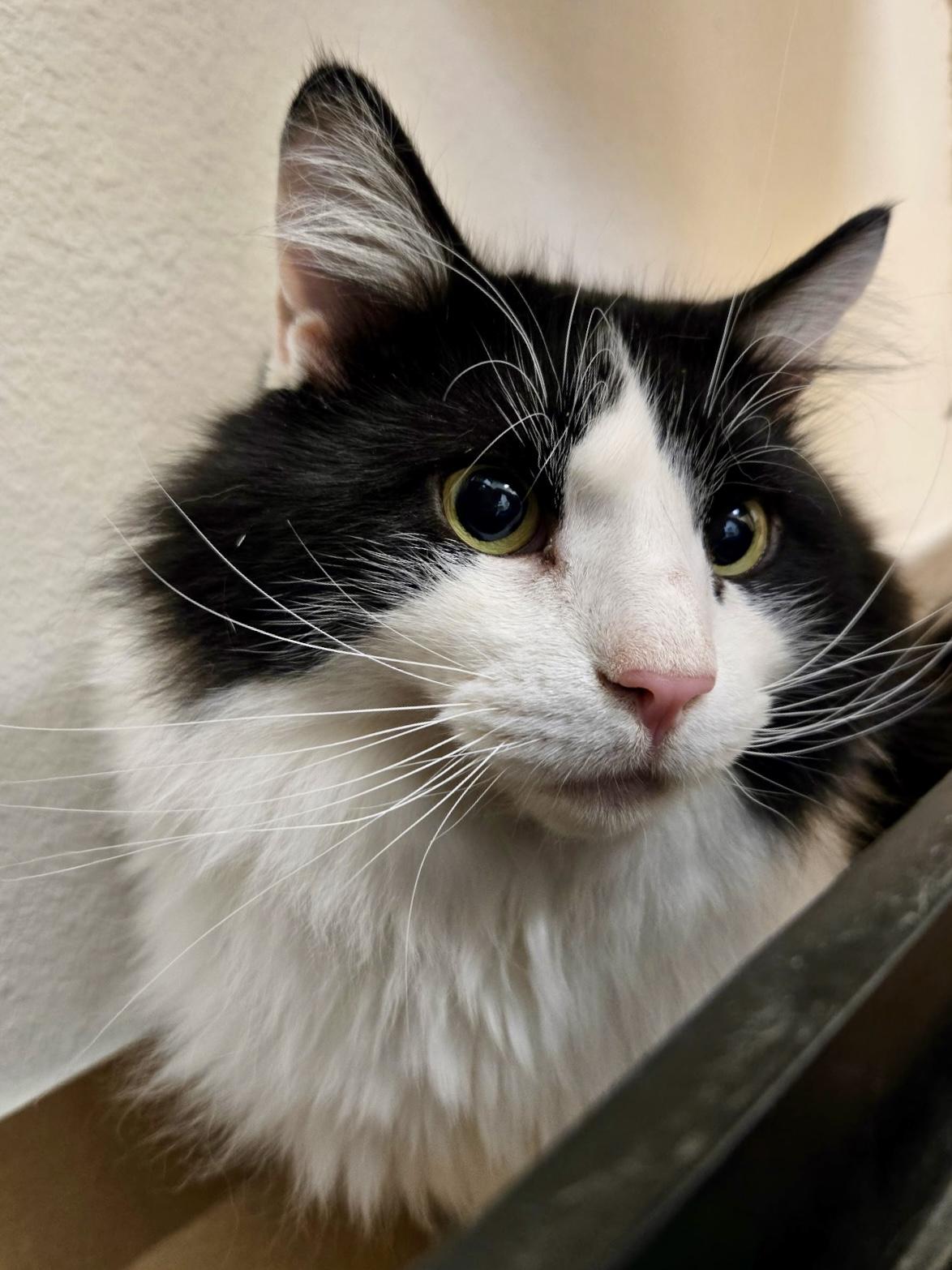 China Grove, an adoptable Domestic Long Hair in Pocatello, ID, 83201 | Photo Image 1