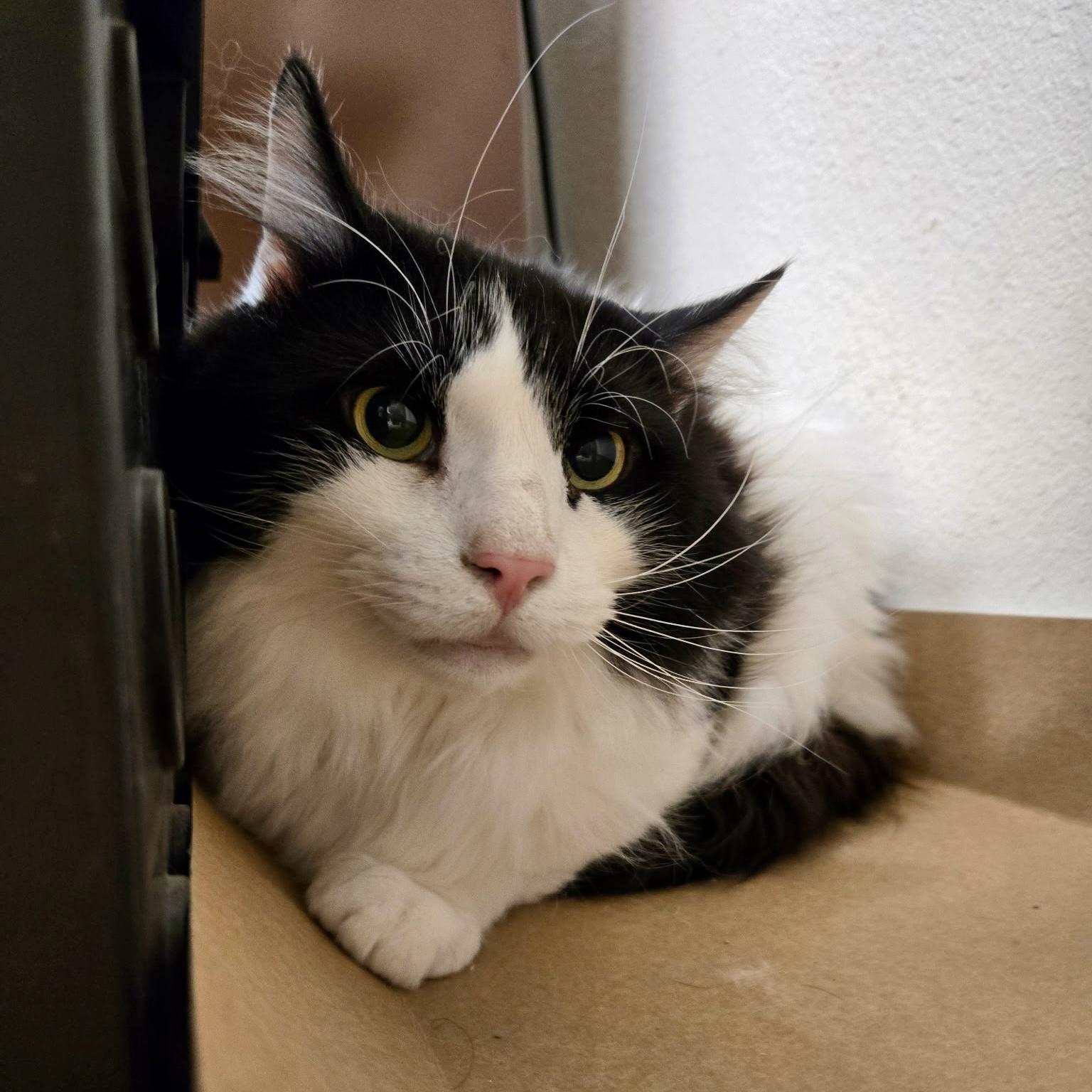 China Grove, an adoptable Domestic Long Hair in Pocatello, ID, 83201 | Photo Image 5