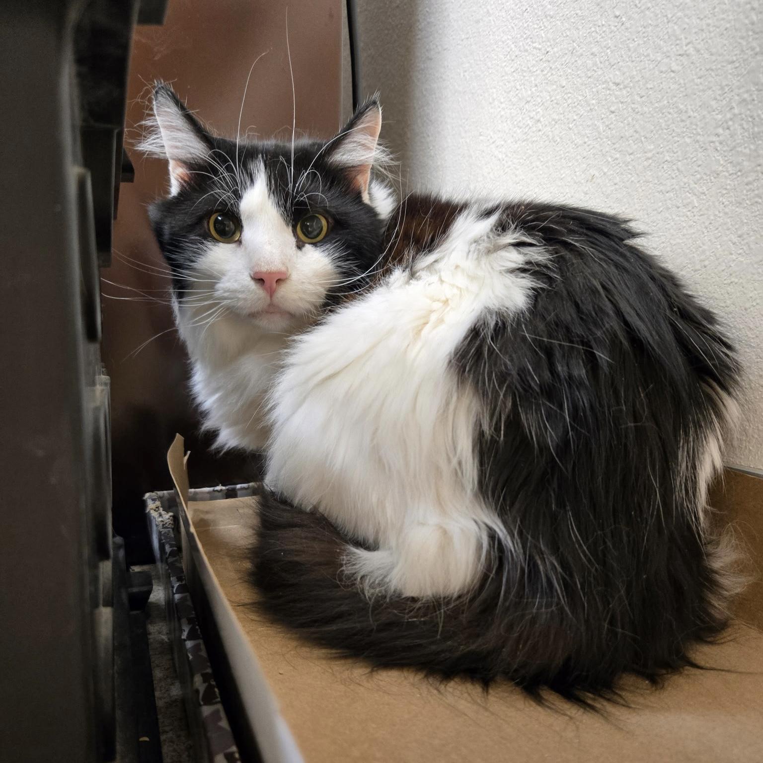 China Grove, an adoptable Domestic Long Hair in Pocatello, ID, 83201 | Photo Image 4