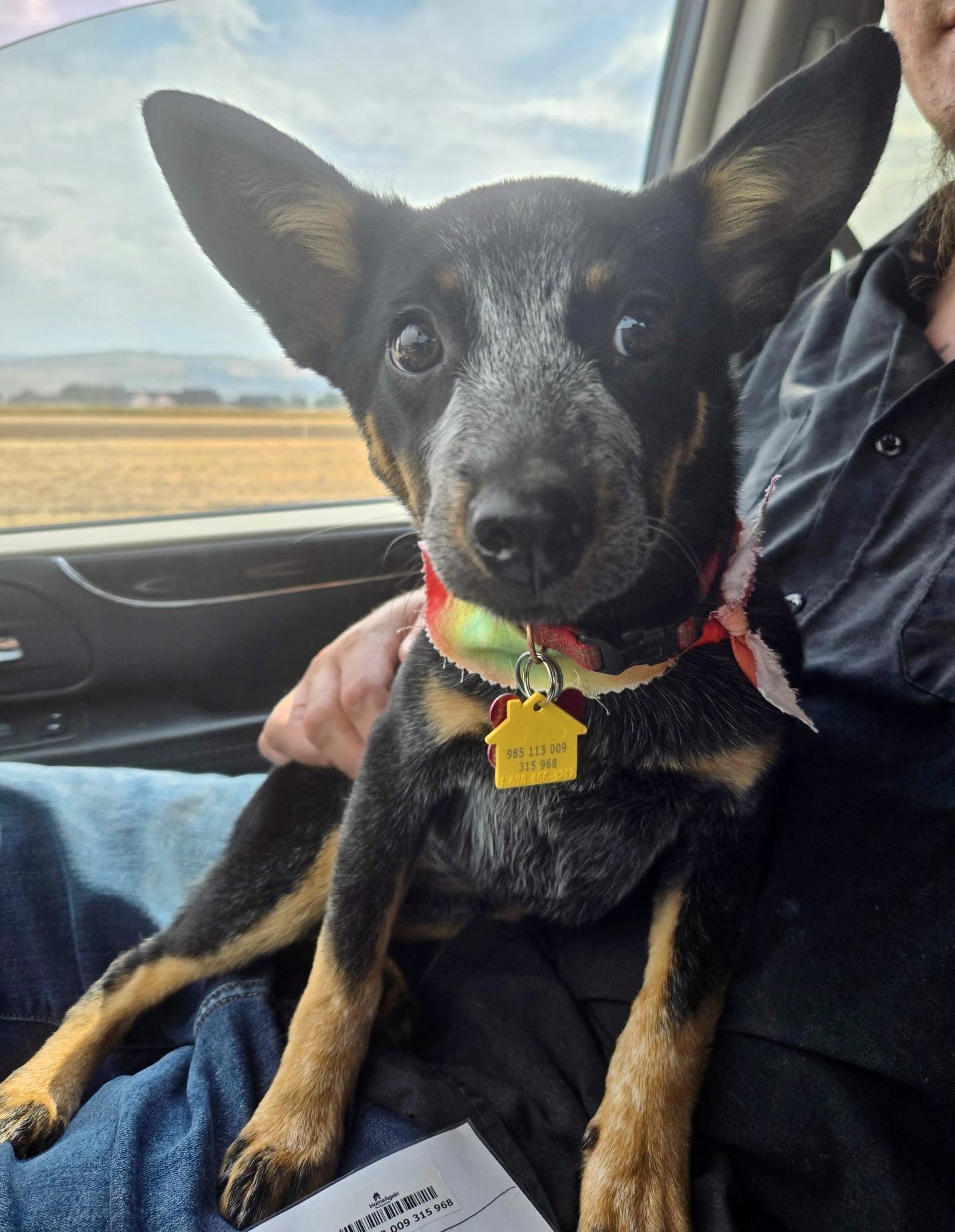 China Grove, an adoptable Domestic Long Hair in Pocatello, ID, 83201 | Photo Image 6